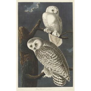 Reprodukcja Snowy Owl 1831, John James (after) Audubon