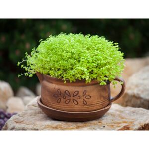 Ceramiczna doniczka na zioła - dzbanek