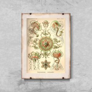 Retro plakat Retro plakat Meduza Ernst Haeckel