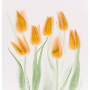 Fotografia artystyczna Golden Tulips, Brian Haslam