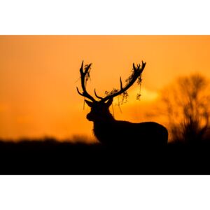 Fotografia artystyczna Red Deer Stag Silhouette, Stuart Harling