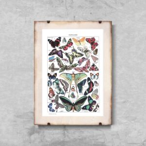 Plakat vintage Plakat vintage Botaniczny motyl Adolphe Millot Papillons