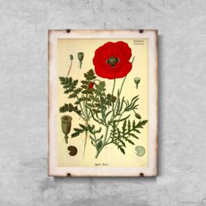 Retro plakat Retro plakat Botaniczny nadruk czerwony mak