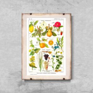 Plakat w stylu vintage Plakat w stylu vintage Botanika owoce cytrusowe
