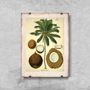 Plakat w stylu vintage Plakat w stylu vintage Botaniczny nadruk palmy kokosowej