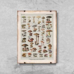 Plakat retro do salonu Plakat retro do salonu Botaniczny plakat grzybów pieczarek