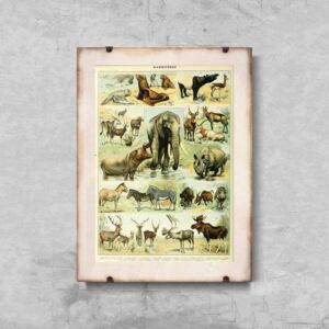 Plakat retro Plakat retro Mammal Adolphe Millot