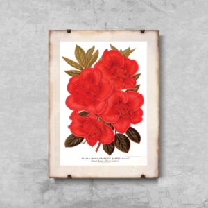 Retro plakat Retro plakat Kwiat rododendronu 1957