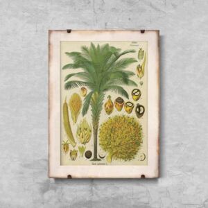 Plakatyw stylu retro Plakatyw stylu retro Plakat botaniczny z palmy kokosowej