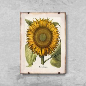 Plakat w stylu retro Plakat w stylu retro Botaniczny nadruk słonecznika