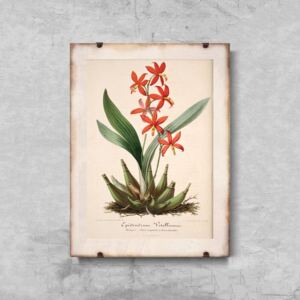 Plakat vintage do salonu Plakat vintage do salonu Kwiatowy nadruk Epidendrum Vitellinum