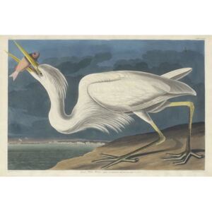 Reprodukcja Great White Heron 1835, John James (after) Audubon
