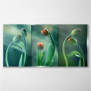 Obraz na Szkle kwiaty rośliny tulipany