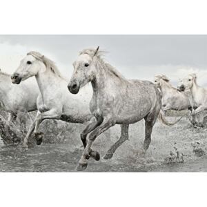 Plakat, Obraz White Horses, (61 x 91,5 cm)