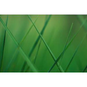 Fotografia artystyczna Random grass blades, Javier Pardina