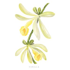 Ilustracja Watercolor vanilla orchid illustration, Blursbyai