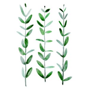 Ilustracja Watercolor eucalyptus parvifolia, Blursbyai