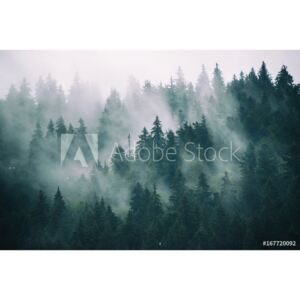 Fototapeta las i góry we mgle
