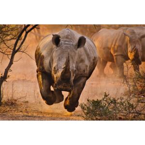 Fotografia artystyczna Rhino learning to fly, Justus Vermaak