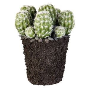 Kactus Ø18x23 cm