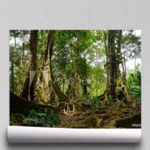 Fototapeta Tropikalne drzewa i korzenie w dżungli