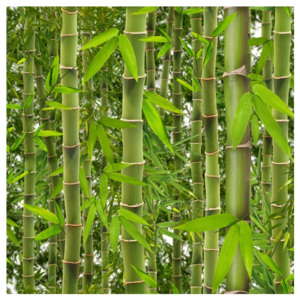 Tapeta winylowa Bambus