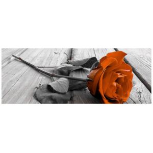 Fototapeta, Róża hebraciana, 2 elementy, 268x100 cm
