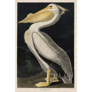 Reprodukcja American White Pelican 1836, John James (after) Audubon