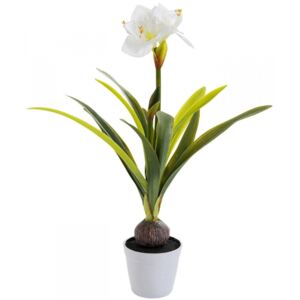 Roślina dekoracyjna Plant Amaryllis White 78 cm