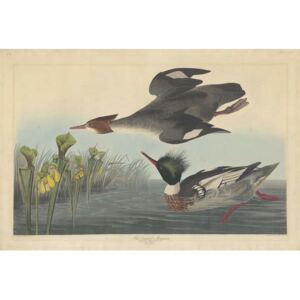 Reprodukcja Red-breasted Merganser 1838, John James (after) Audubon