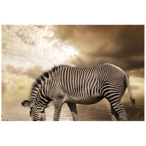 Fototapeta, Zebra przy wodopoju, 8 elementów, 368x248 cm