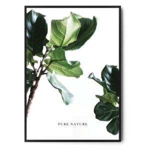 Plakat PURE NATURE | Ficus