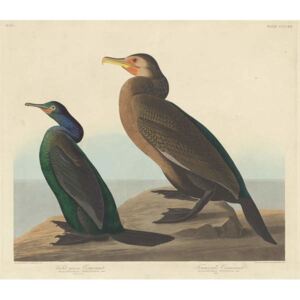 Reprodukcja Violet-green Cormorant and Townsend's Cormorant 1838, John James (after) Audubon