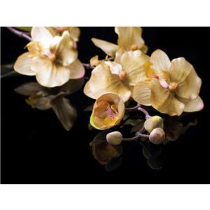 Fototapeta HD Orchidee i czarne tło, 250x193 cm