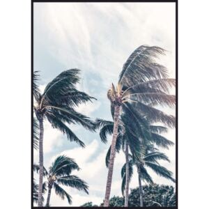 Plakat palmy na wietrze