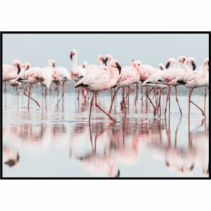 Plakat różowe flamingi w błękitnej wodzie